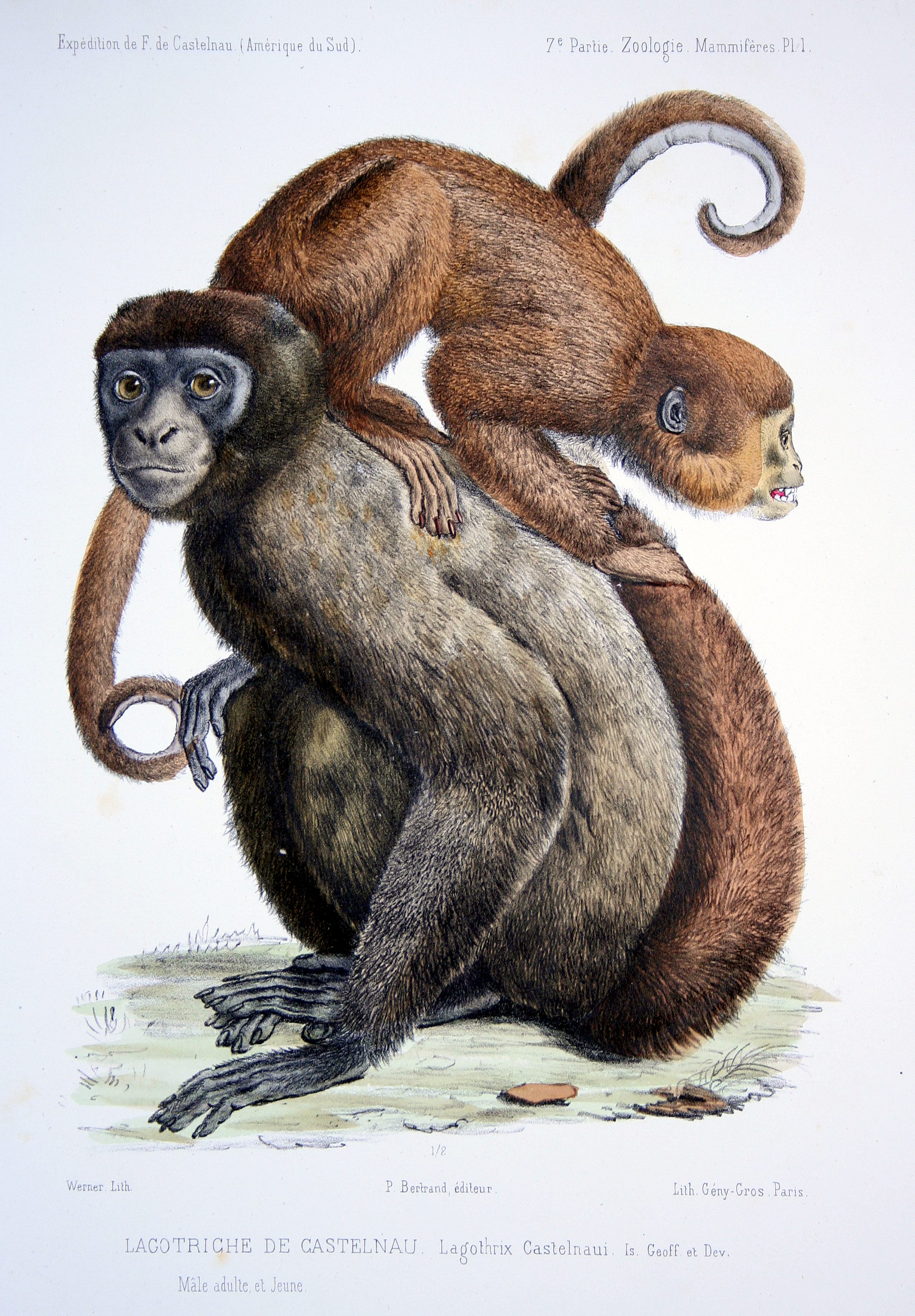 Poeppig's Woolly Monkey (Subspecies Lagothrix lagothricha poeppigii) ·  iNaturalist Guatemala