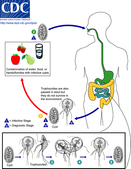 Life cycle of Giardia