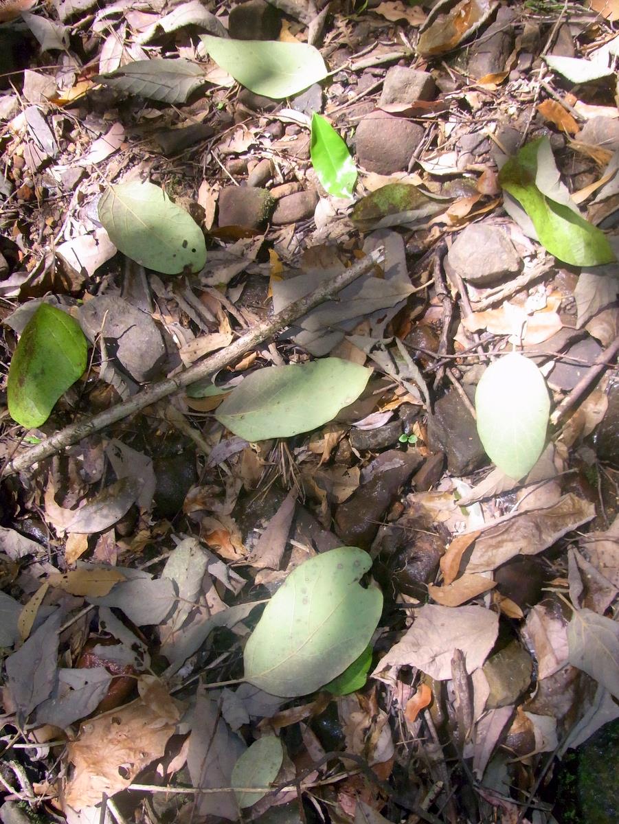 Plant Litter Wikipedia