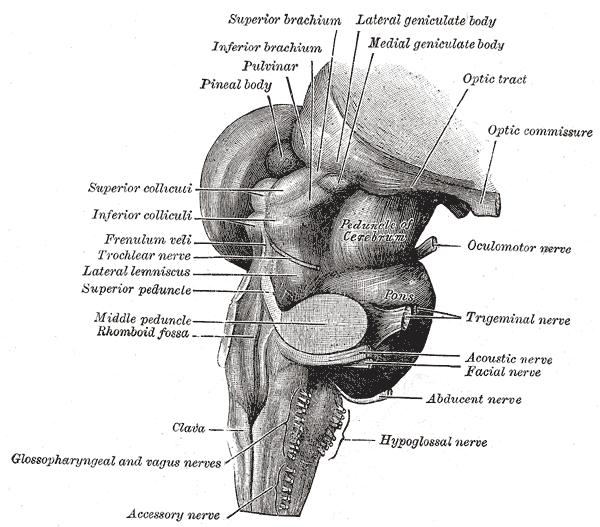 File:Gray681.png