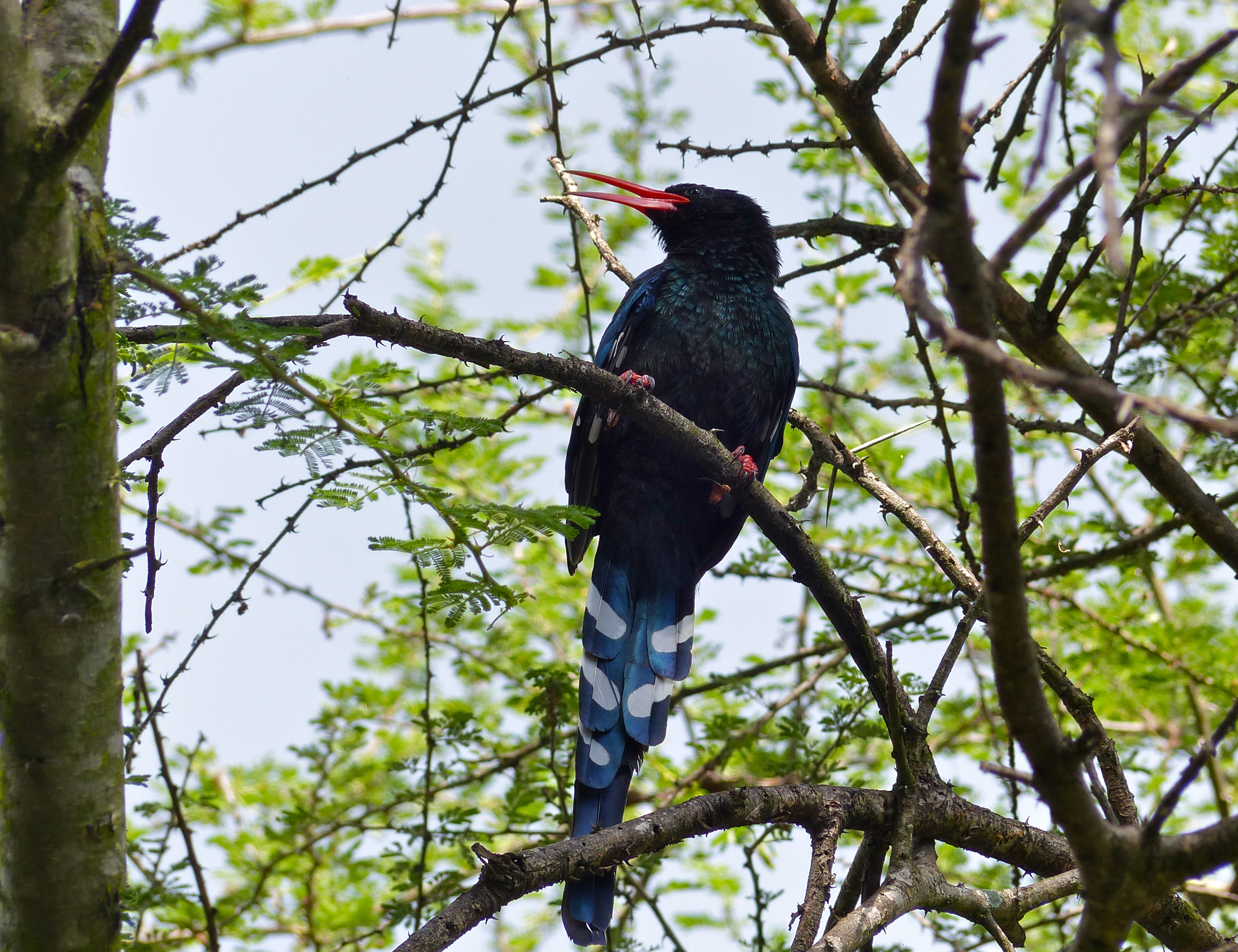 Green Wood-hoopoe (Phoeniculus purpureus) (13819175235).jpg