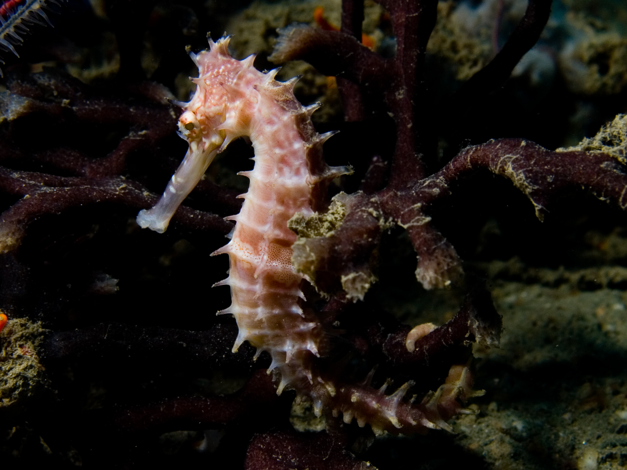 Что бывает морским. Hippocampus histrix. Морской конек (Hippocampus Hippocampus). Карликовый морской конек. Морской конек в черном море.