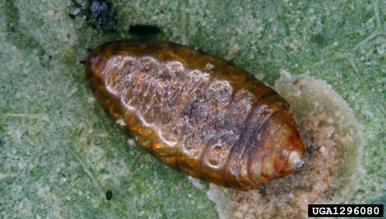 File:Holly leafminer larva.jpg