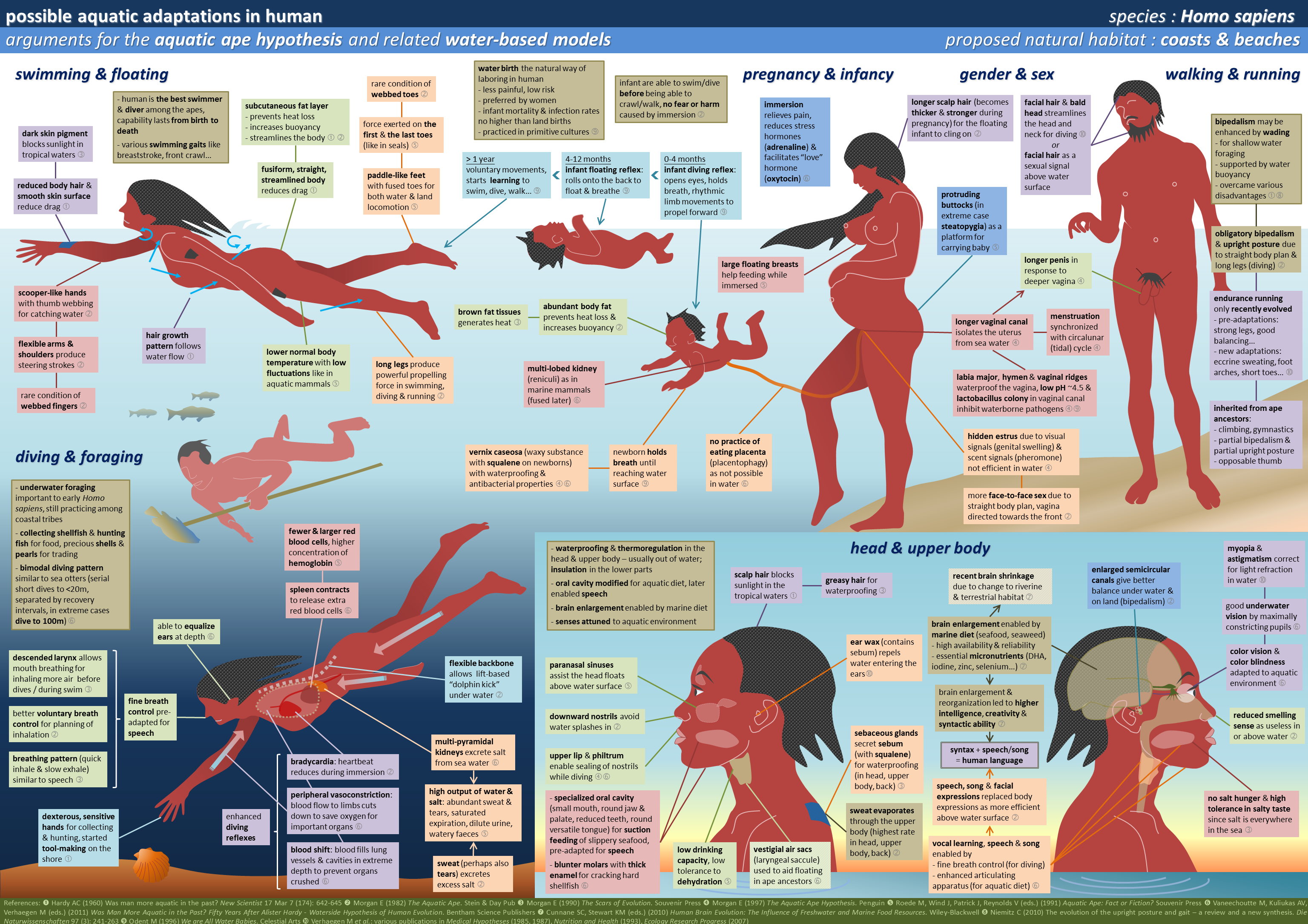 Evolution Of Man - Swimming