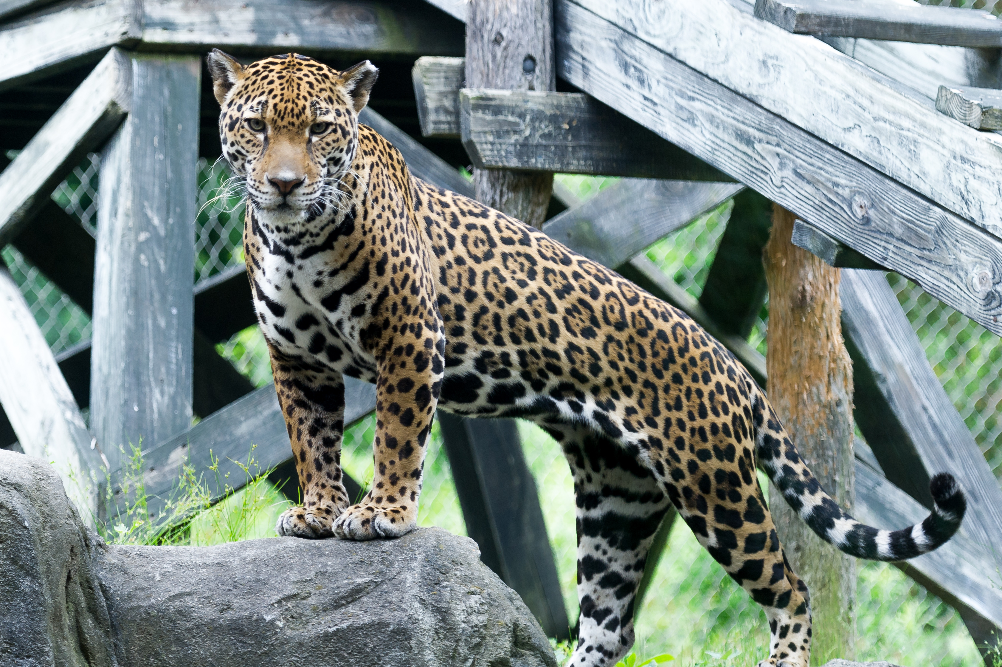 Jaguar in Front of Woodwork (wider angle) (19055156718).jpg