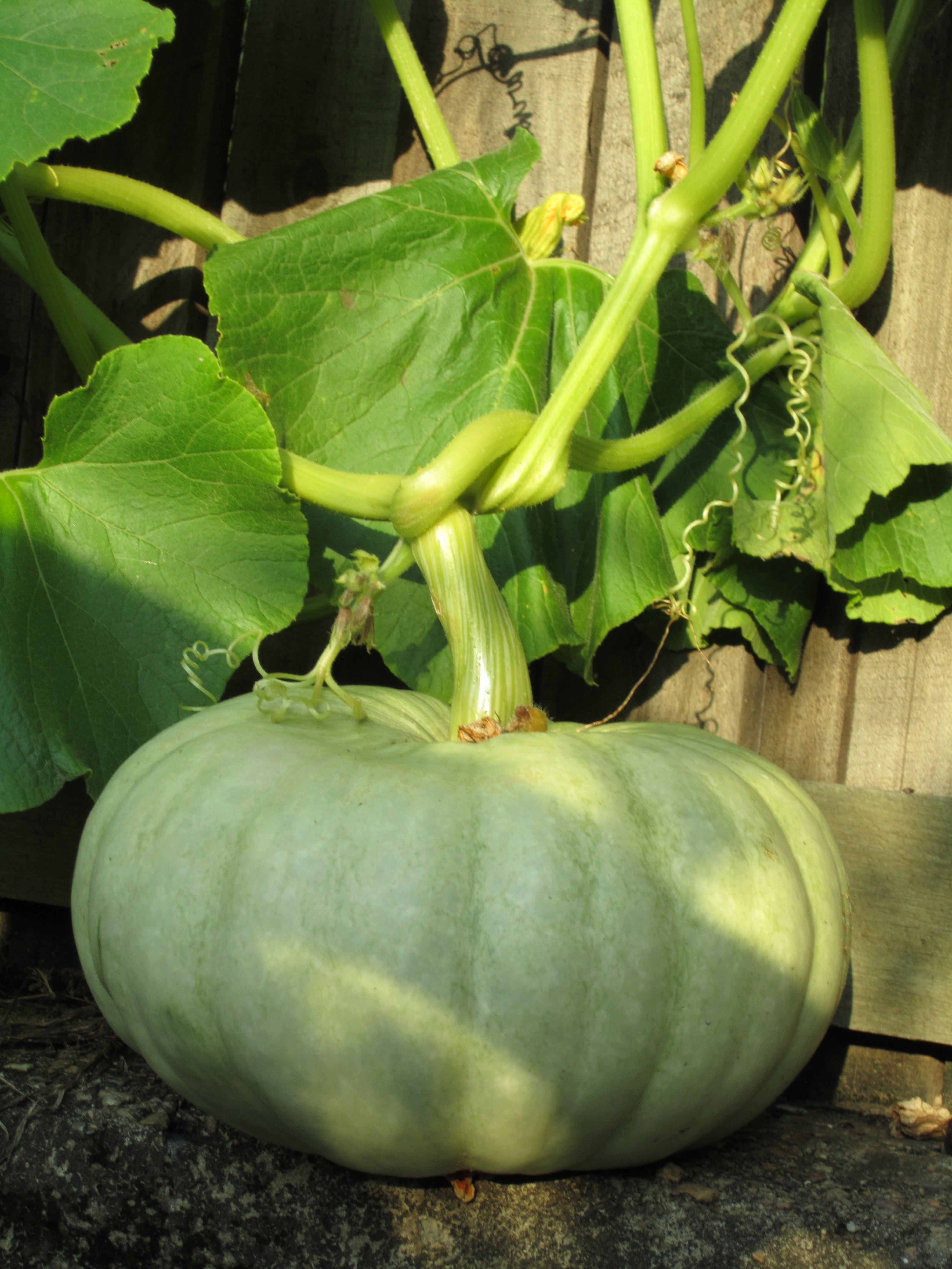 file-jarrahdale-pumpkin-vine-jpg-wikimedia-commons