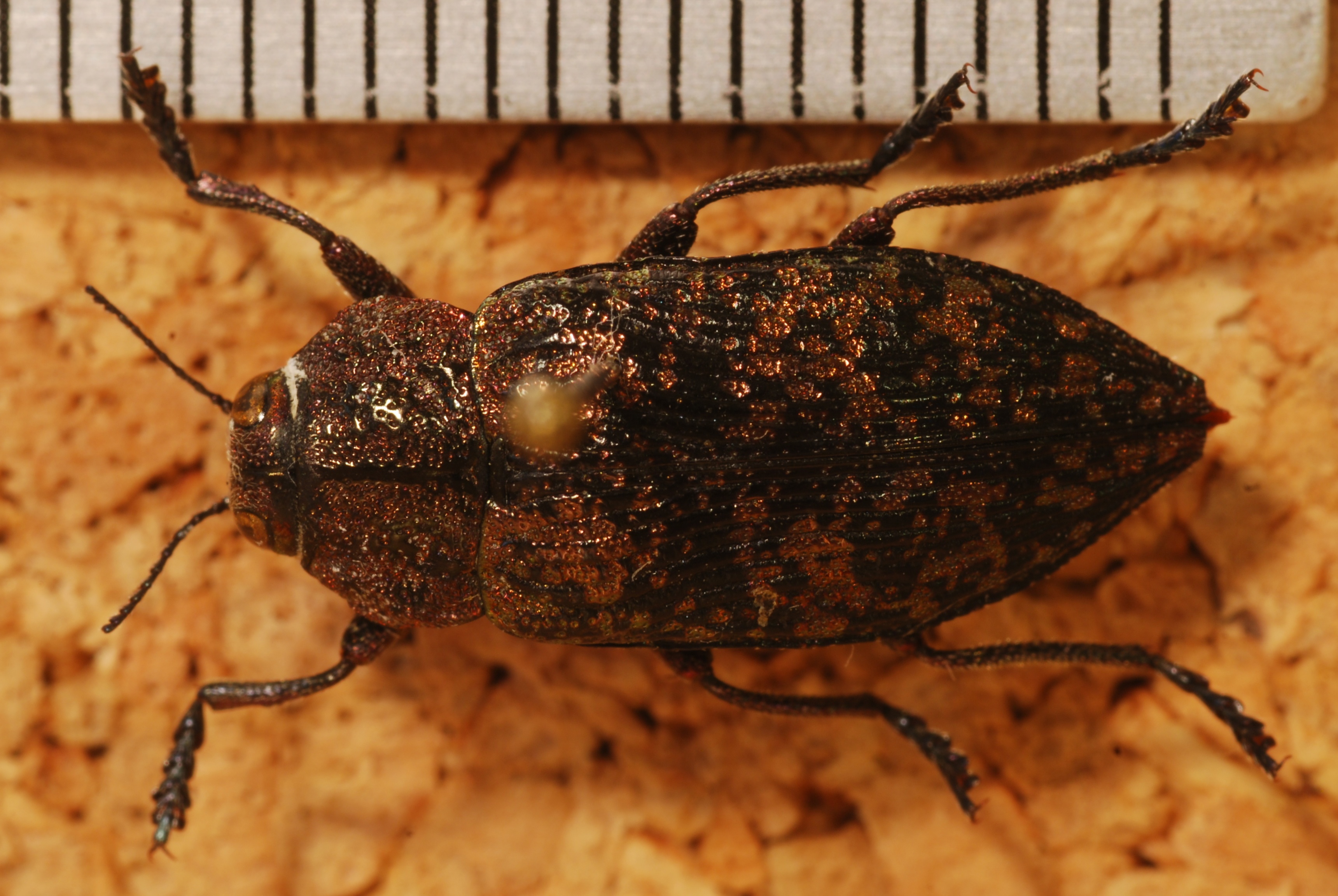 Jewel Beetle (Poecilonota variolosa dicercoides) (8271688997).jpg
