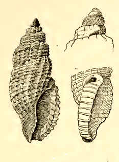 <i>Kermia irretita</i> Species of gastropod