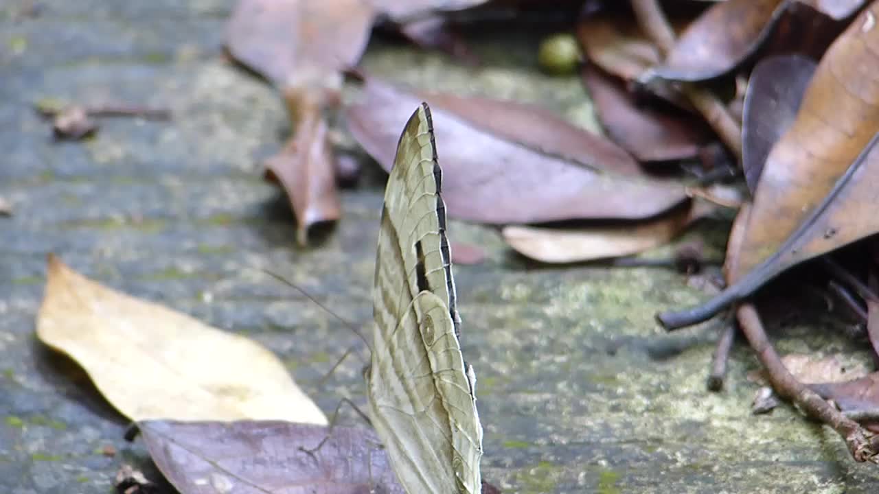 Large Palm King (Zeuxidia aurelius) female (15444591169).jpg