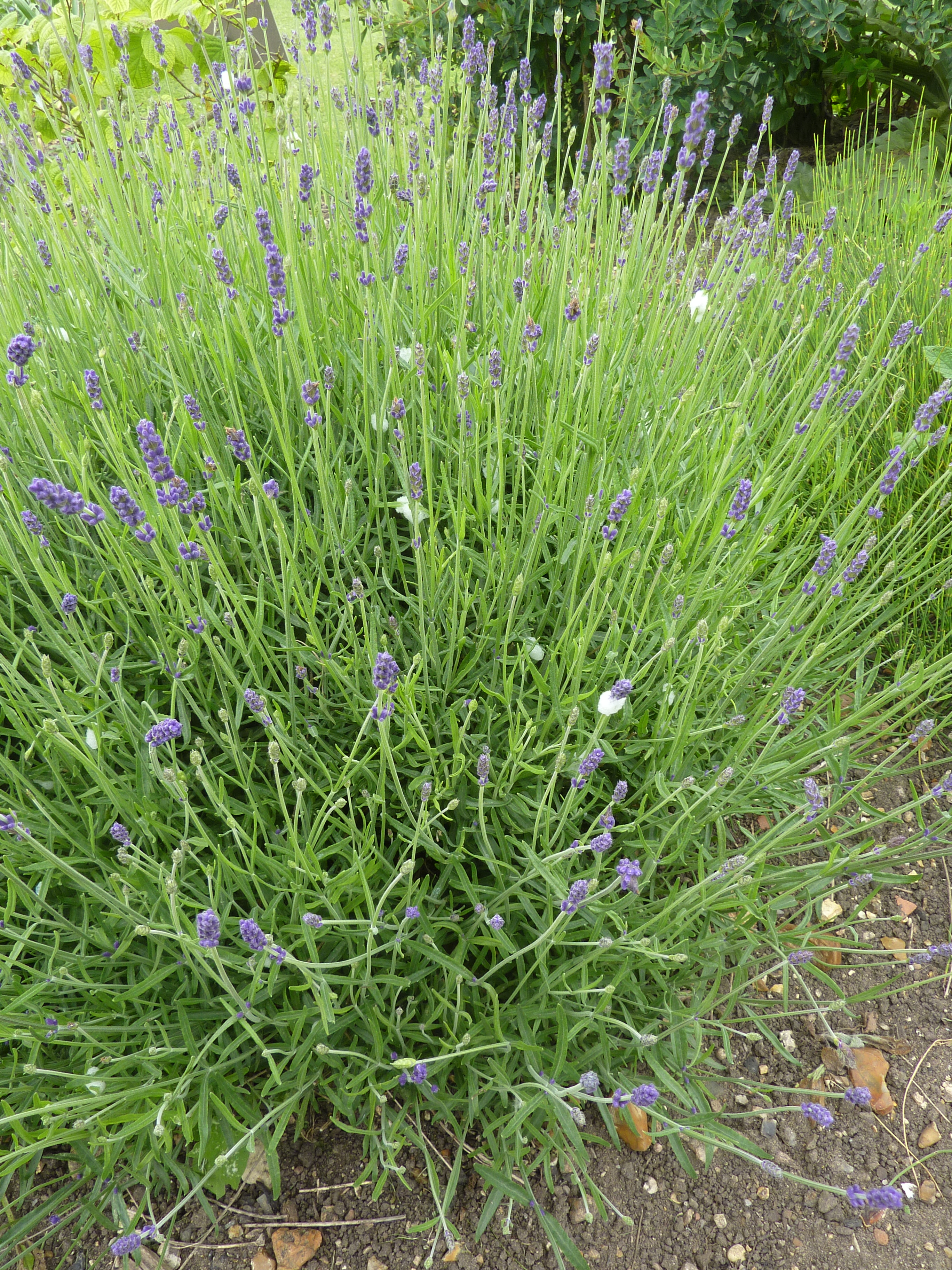 Lavandula angustifolia — Wikipédia