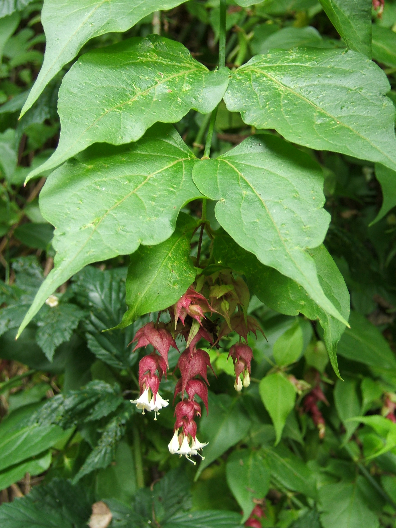 Image of Himalayan honeysuckle tree in the forest