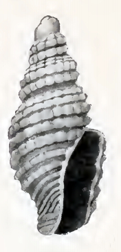 <i>Mangelia minuscula</i> Species of gastropod