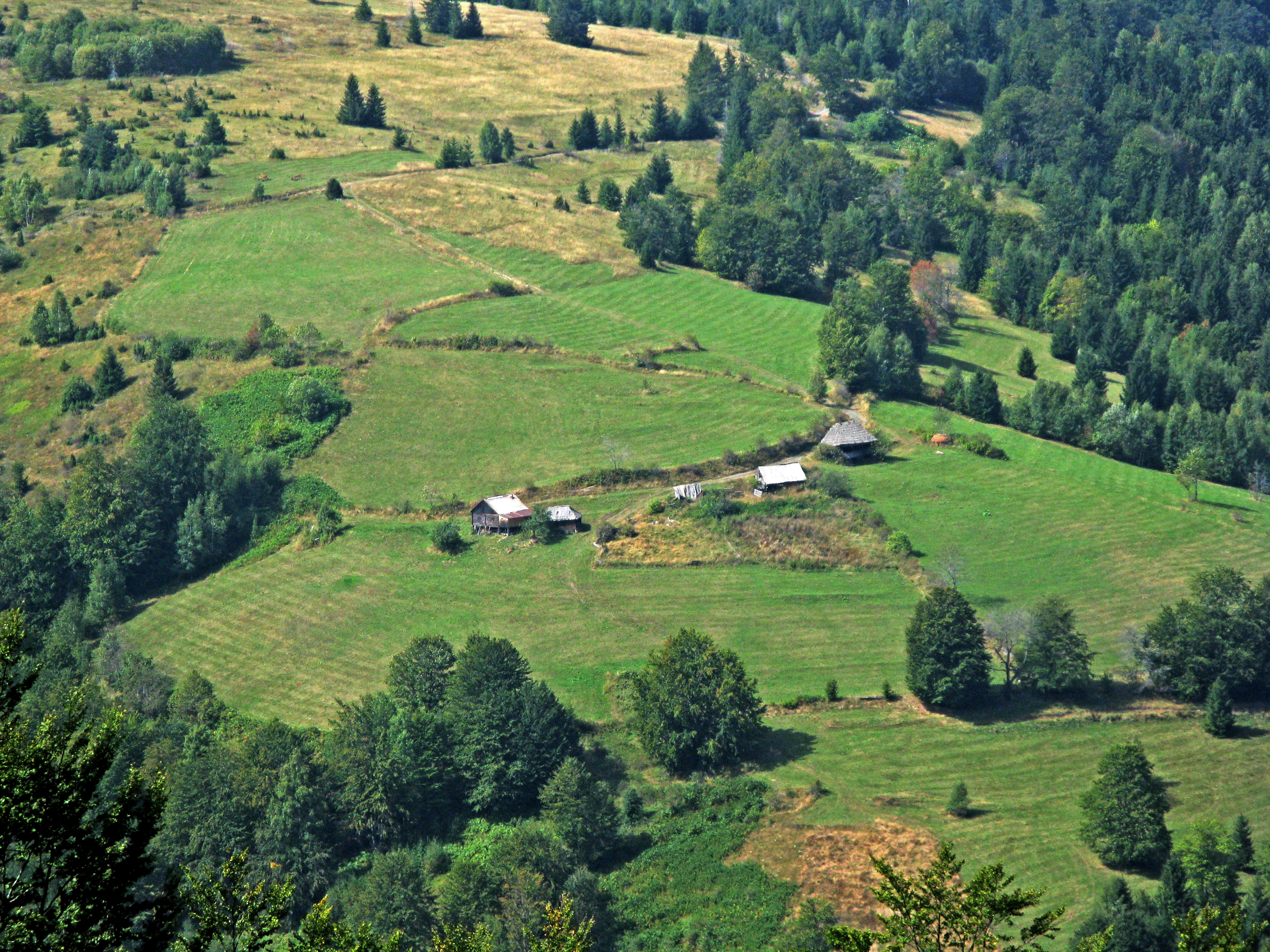 Forest meadows