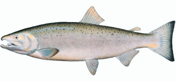 File:Oncorhynchus keta.jpeg