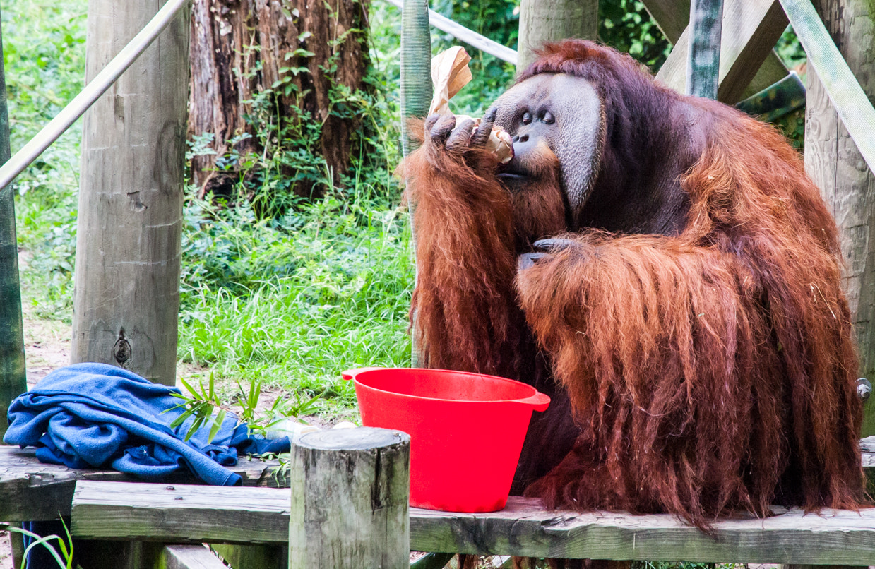 Are zoos a good idea. Красивый орангутанг в платье.