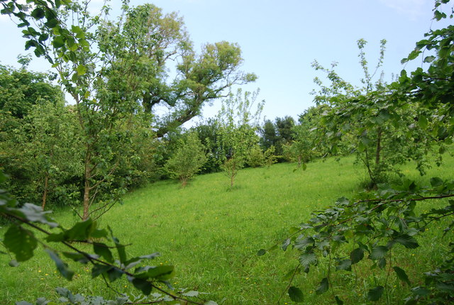 File:Orchard near S. Allington - geograph.org.uk - 826216.jpg