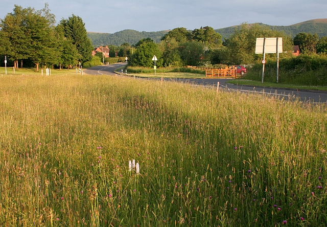 File:Orchids in Welland - geograph.org.uk - 845297.jpg