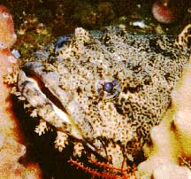 Toadfish Variety of species of fish