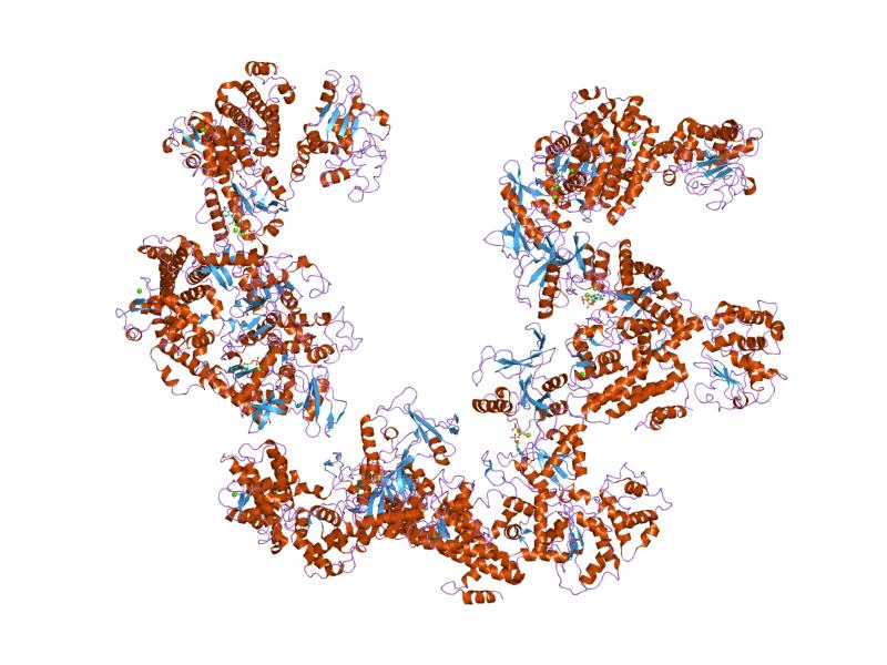 File:PDB 1xfv EBI.jpg