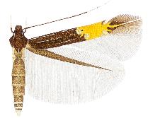 <i>Pebobs isonoe</i> Species of moth