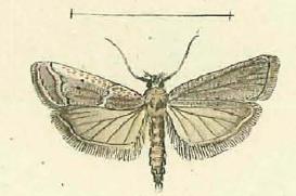 <i>Pempeliella sororiella</i> Species of moth