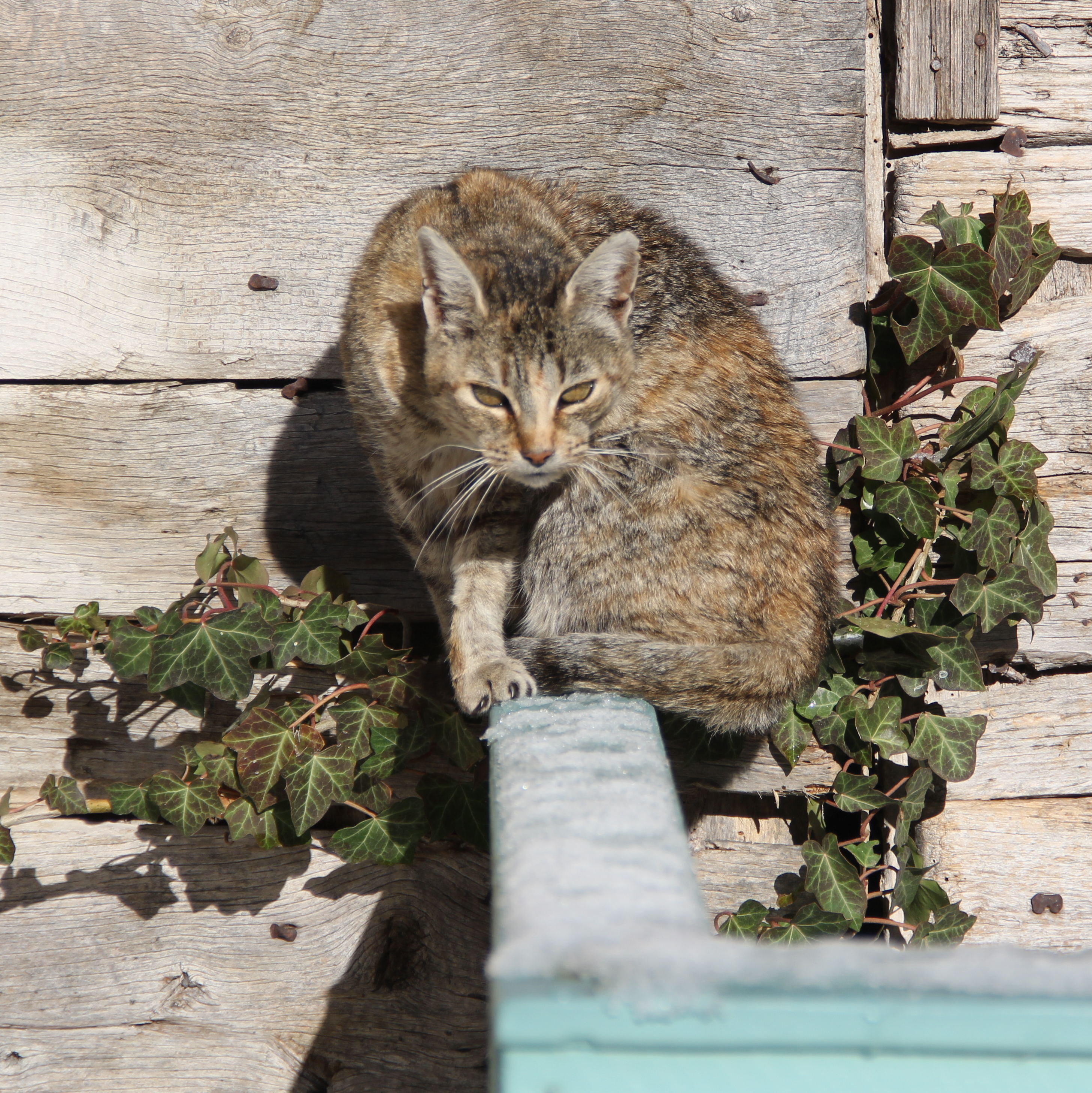 tortoiseshell tabby cat