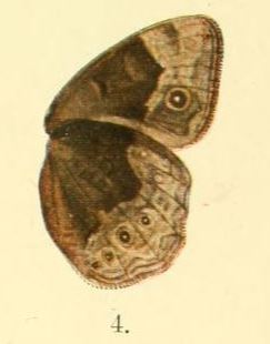 <i>Bicyclus campus</i> Species of butterfly