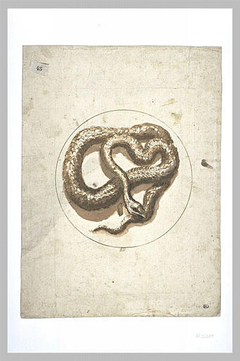 File:Poussin-serpent.jpg