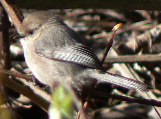 Bushtit