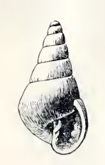 <i>Pyramidella bairdi</i> Species of gastropod