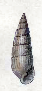 Pyrgulina interstriata 001.png