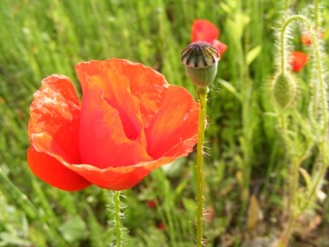 File:Red-Poppy-Flower-Field 286118-480x360 (4900387030).jpg