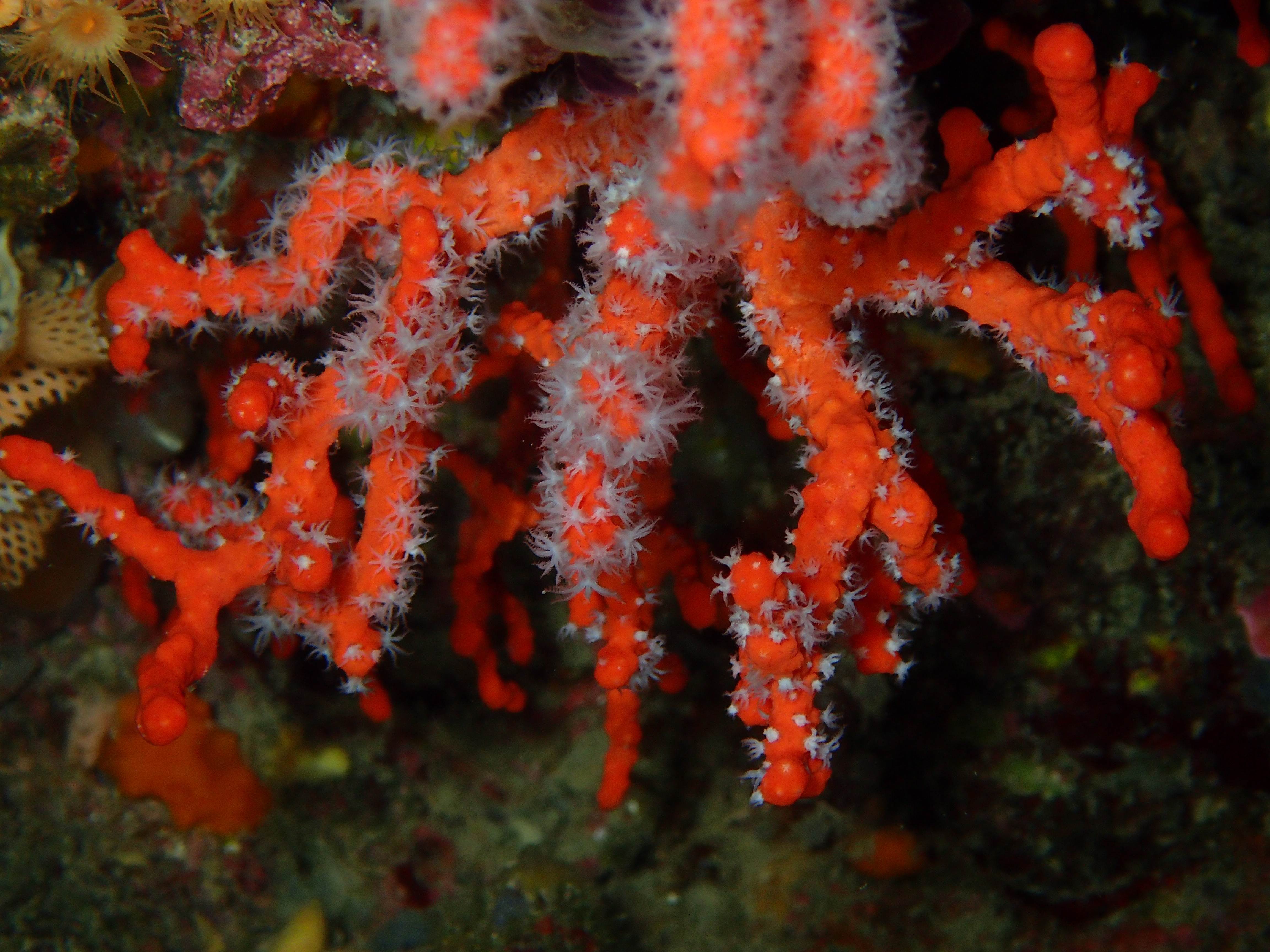 Corallium rubrum. Corallium rubrum (Кораллиум рубрум) коралл красный. Амурийский горал. Red Dragon коралл.