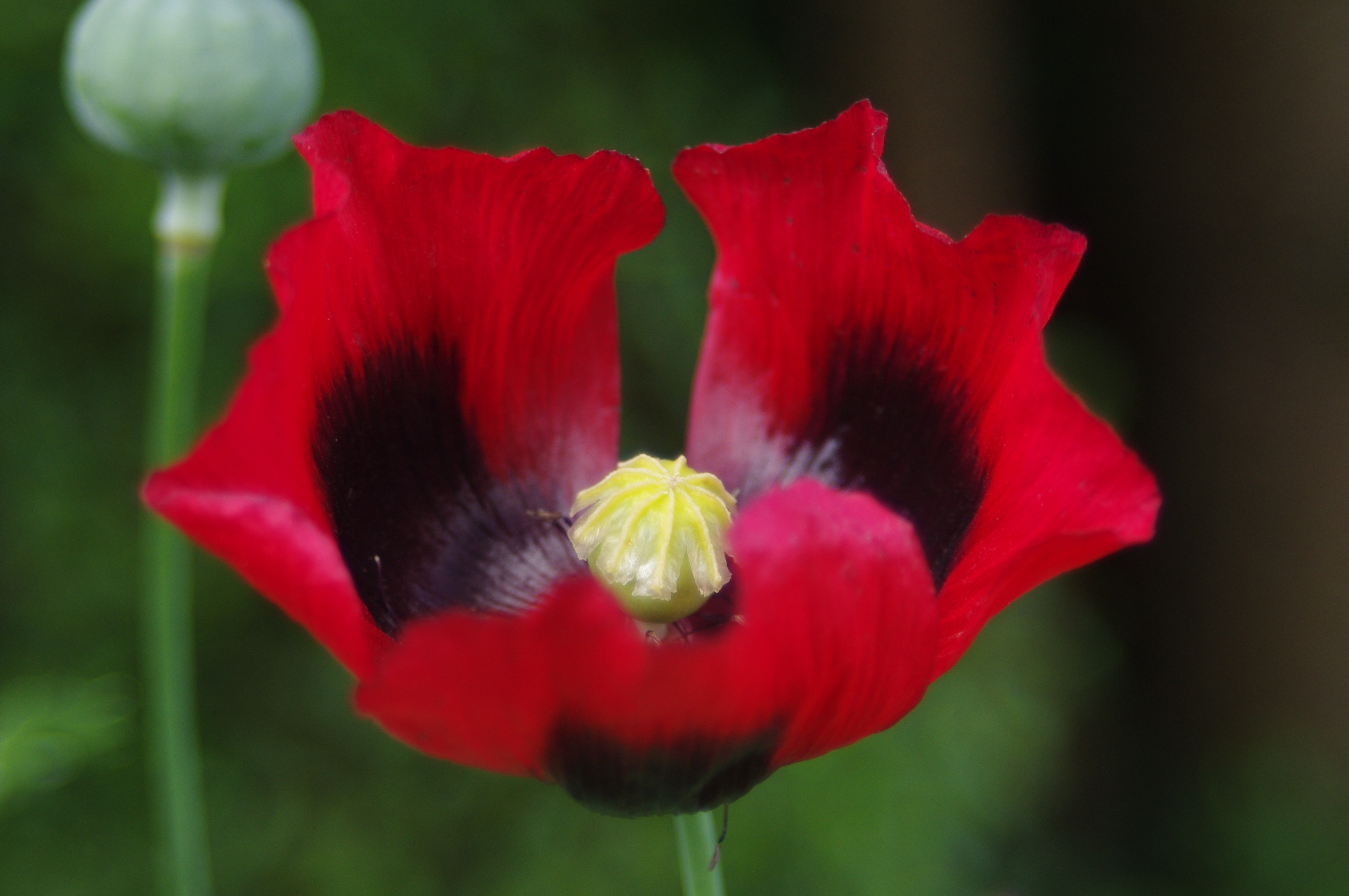 red opium poppy