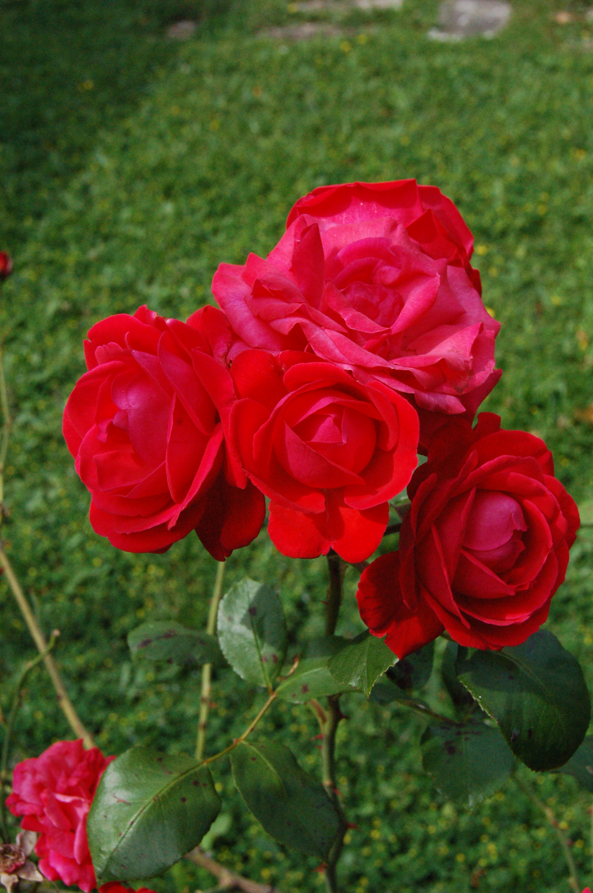 File:Roses rouge.jpg - Wikimedia Commons