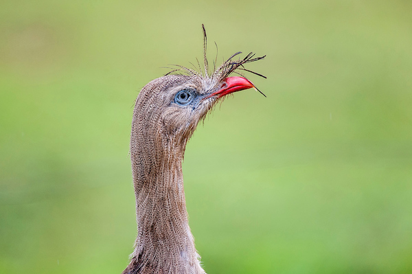 File:Seriema (Cariama cristata) - Red-legged Seriema.jpg