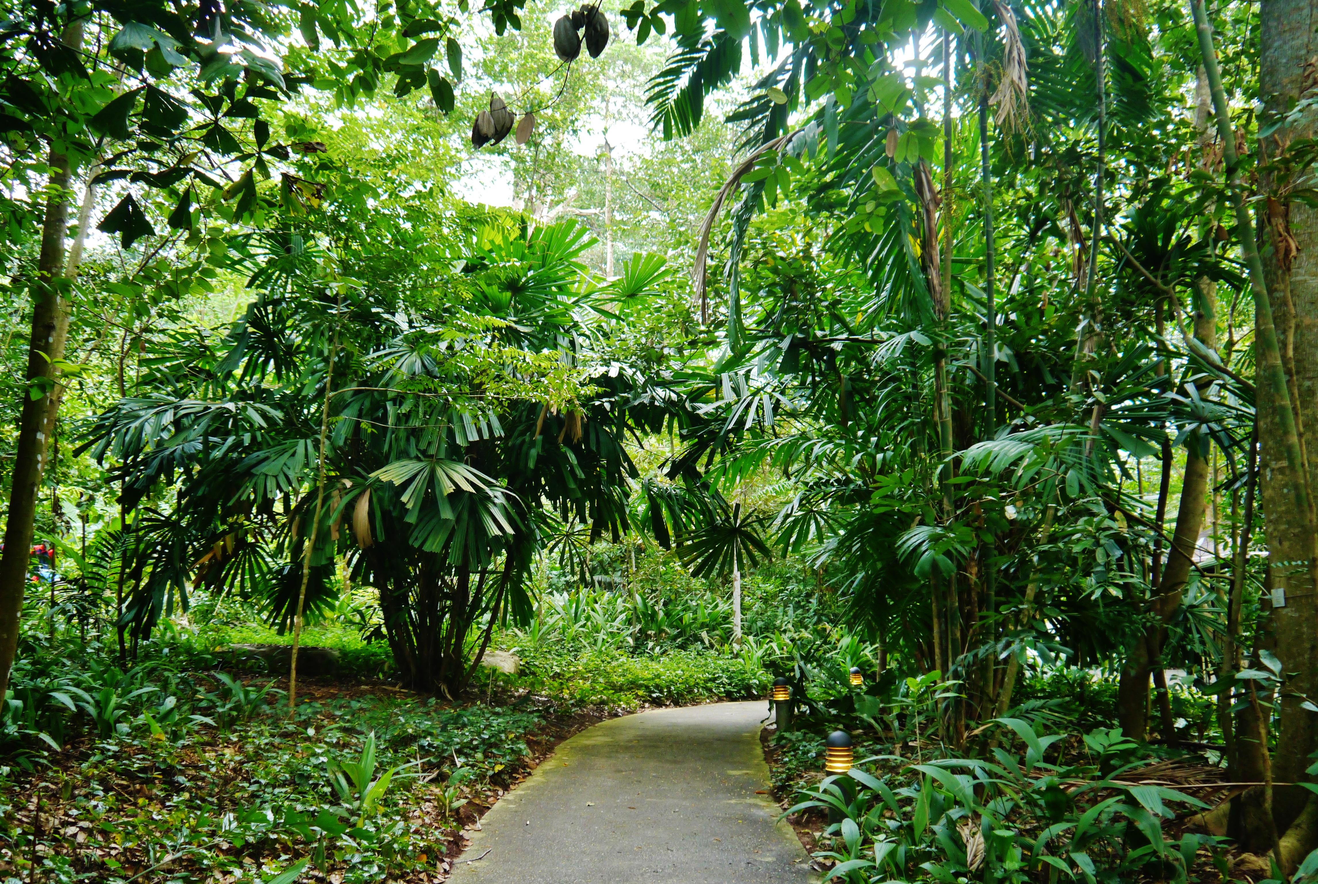 File:Singapore Bukit Nature 5.jpg - Commons