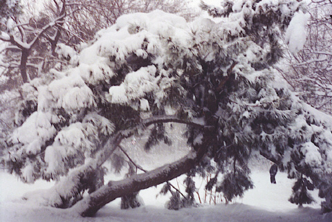 File:Snow on a Tree.jpg