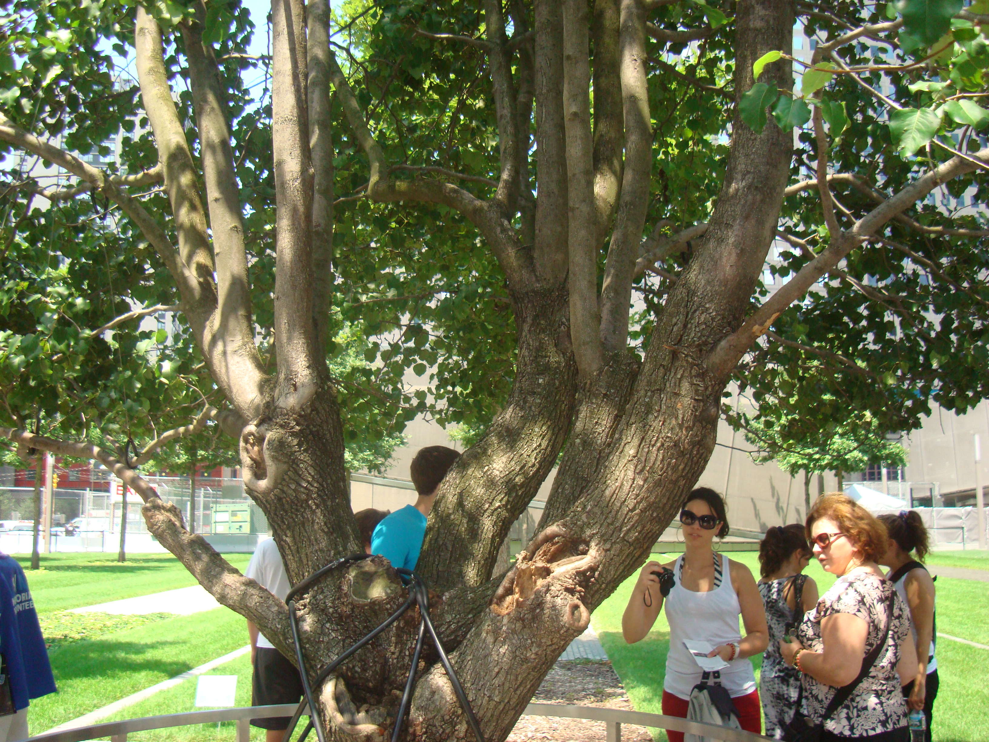 The Little Known Story of the 911 Survivor Tree - Jewish Sacred Aging