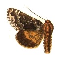 <i>Syngrapha angulidens</i> Species of moth