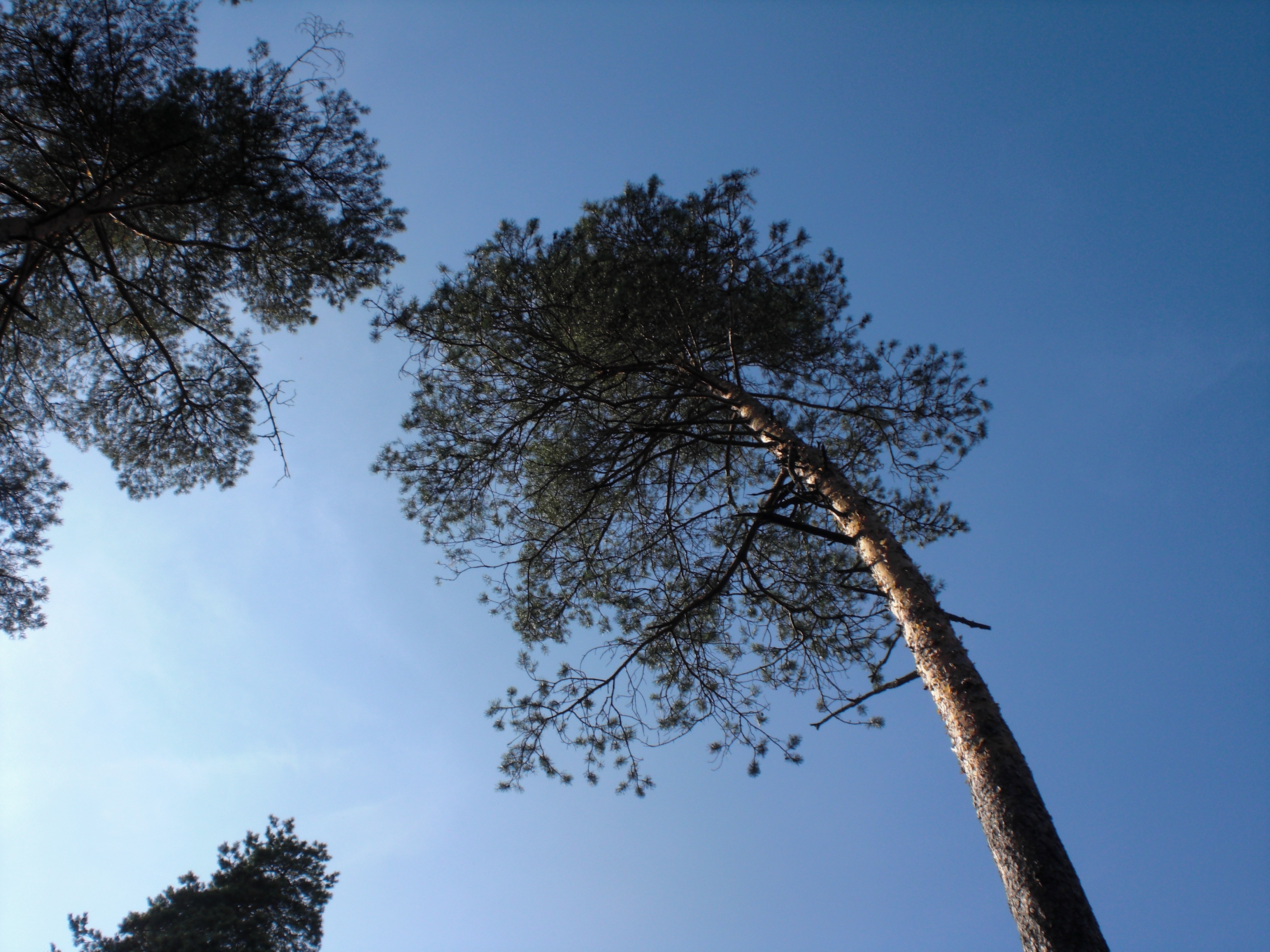 Tree line. Дерево лайн. Above the Tree line.