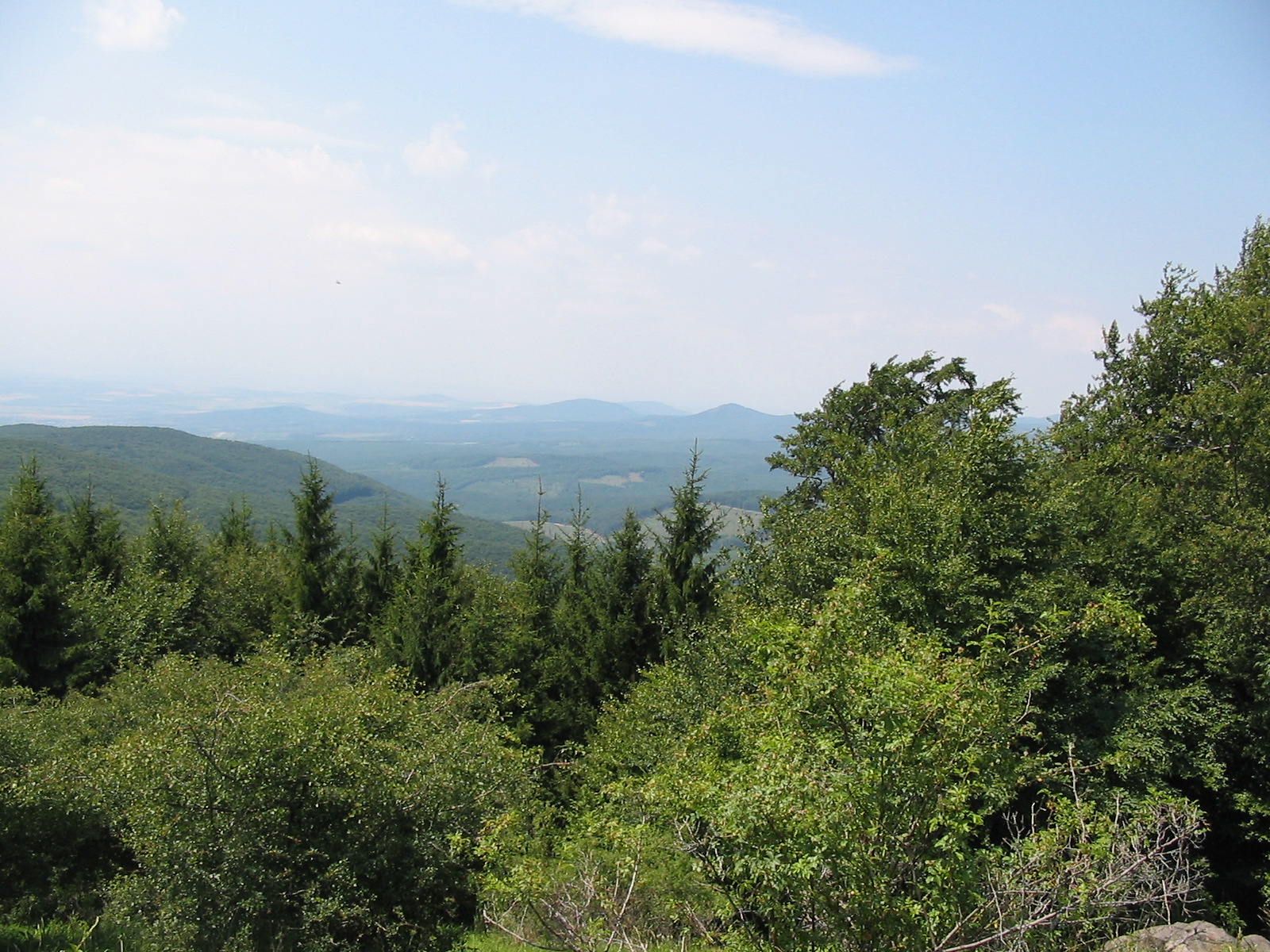 Forêt mixte laurentienne — Wikipédia