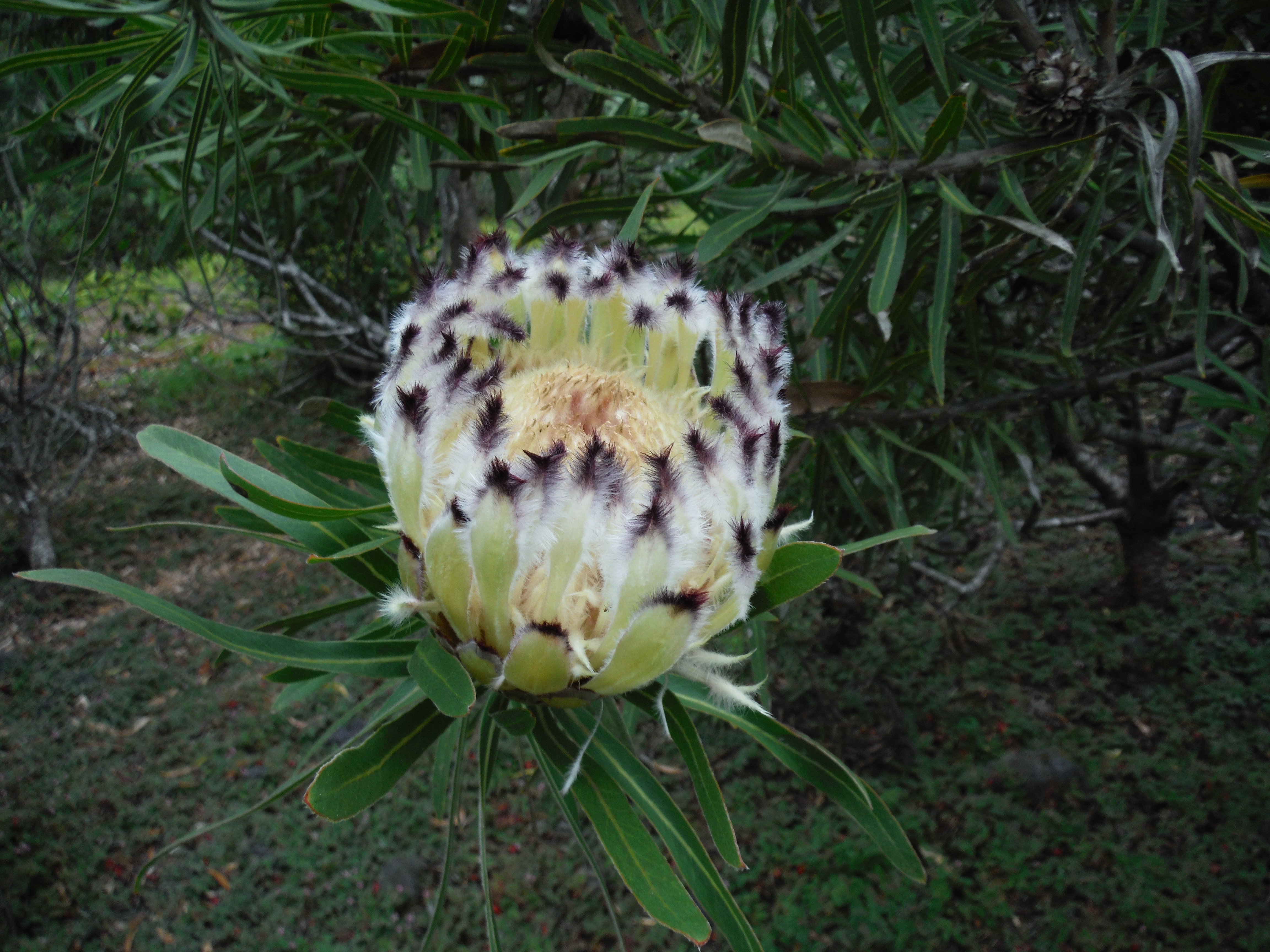 Protea lepidocarpodendron