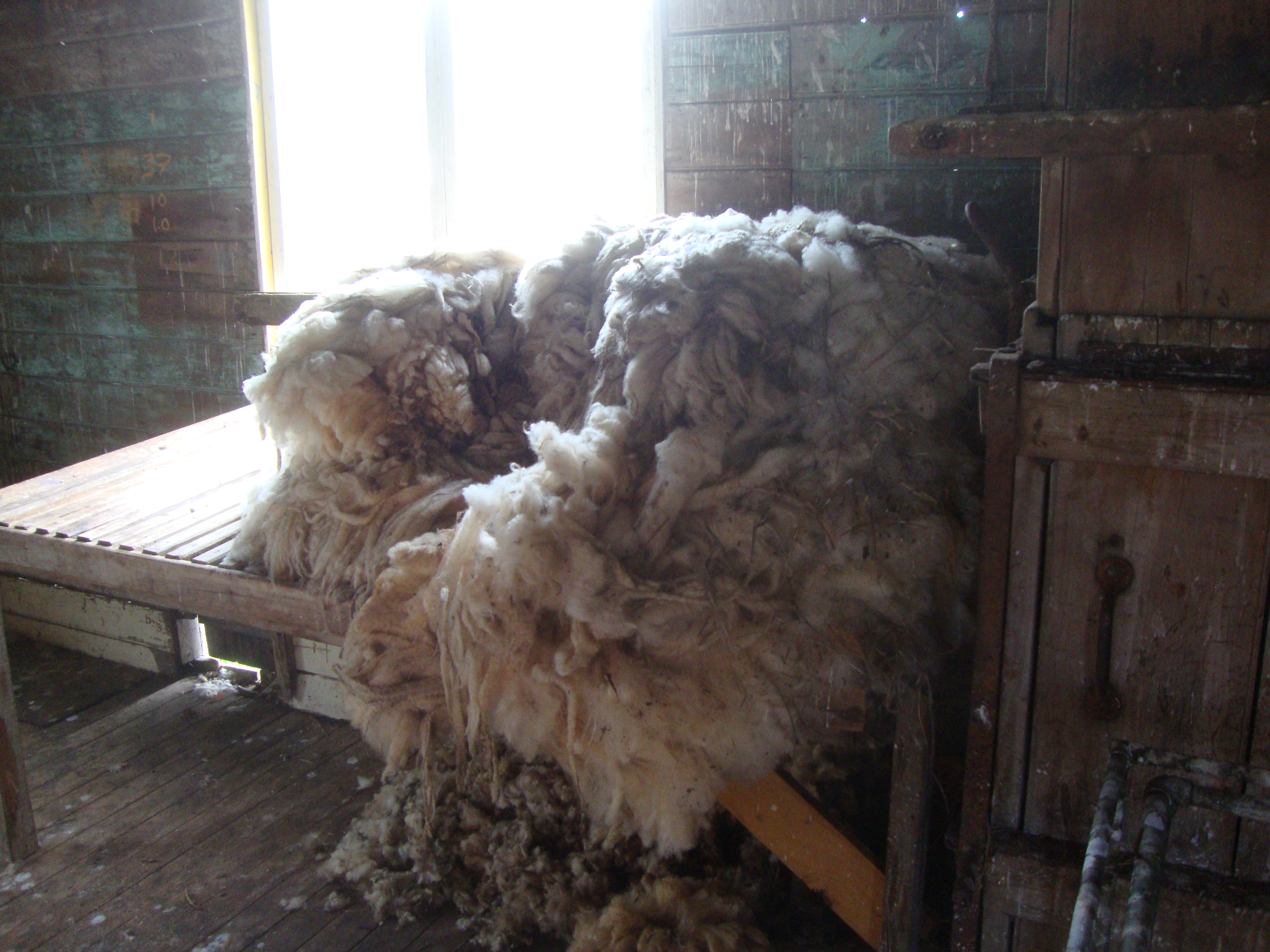 File:Merino ram fleece.jpg - Wikipedia