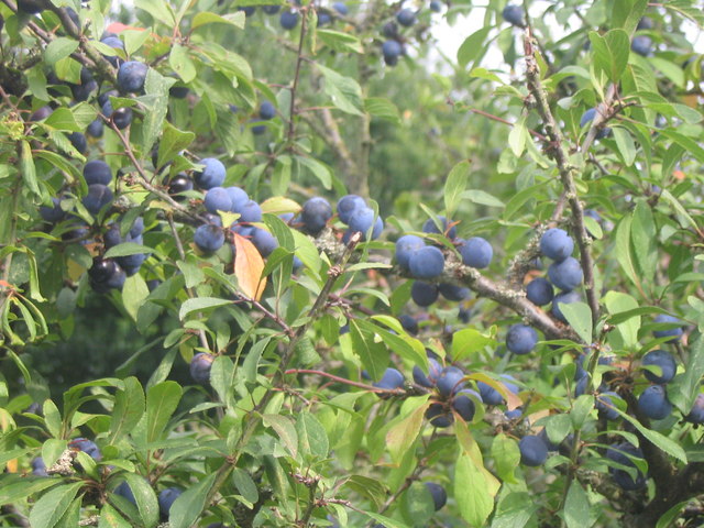 File:2007 could be a good year for Sloe Gin - geograph.org.uk - 534961.jpg