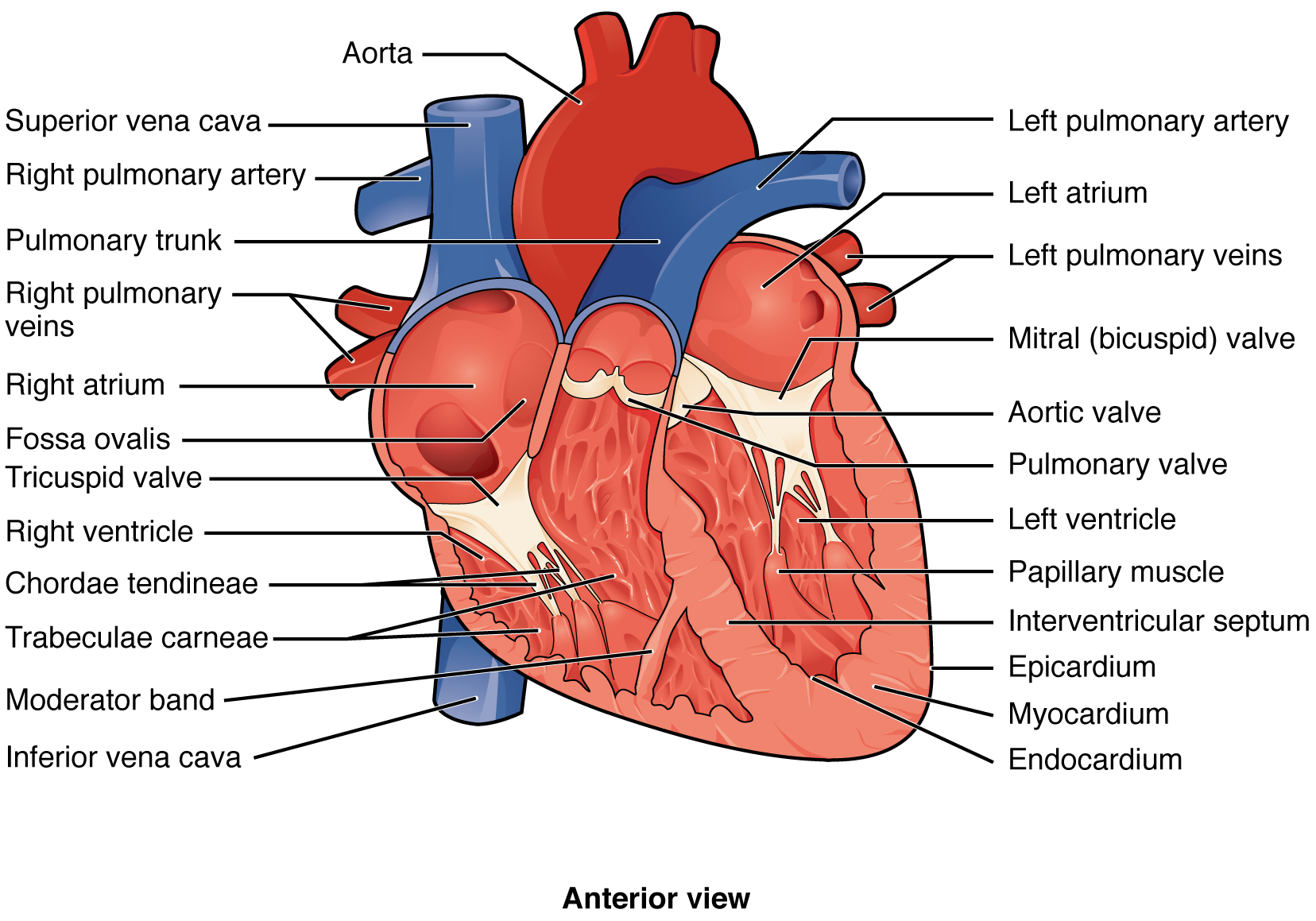 Featured image of post Septomarginal Trabecula septomarginal trabecula visible at bottom right but not labeled the septomarginal trabecula or moderator band is a muscular band of heart tissue found in the right ventricle