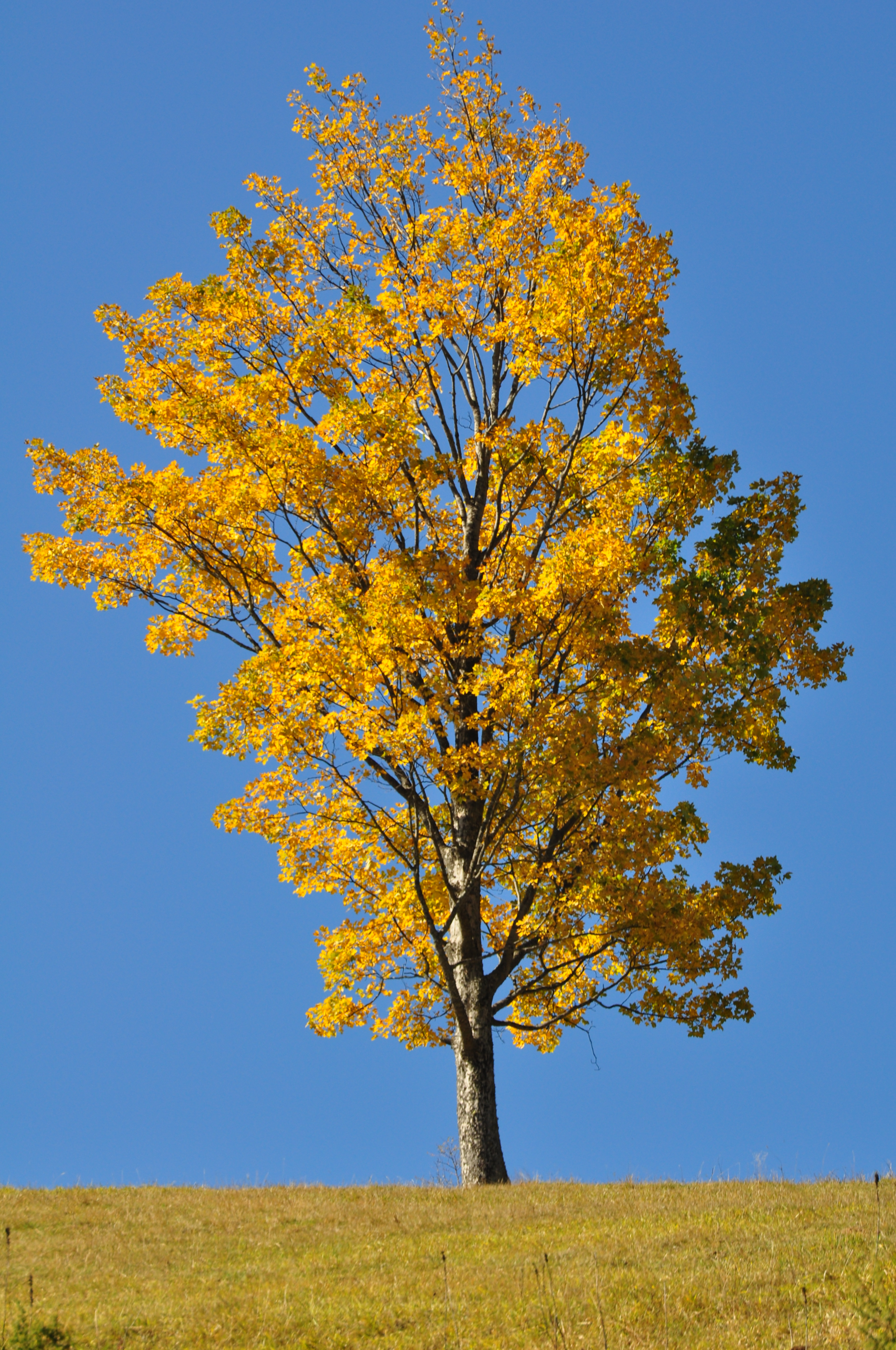 Golden tree