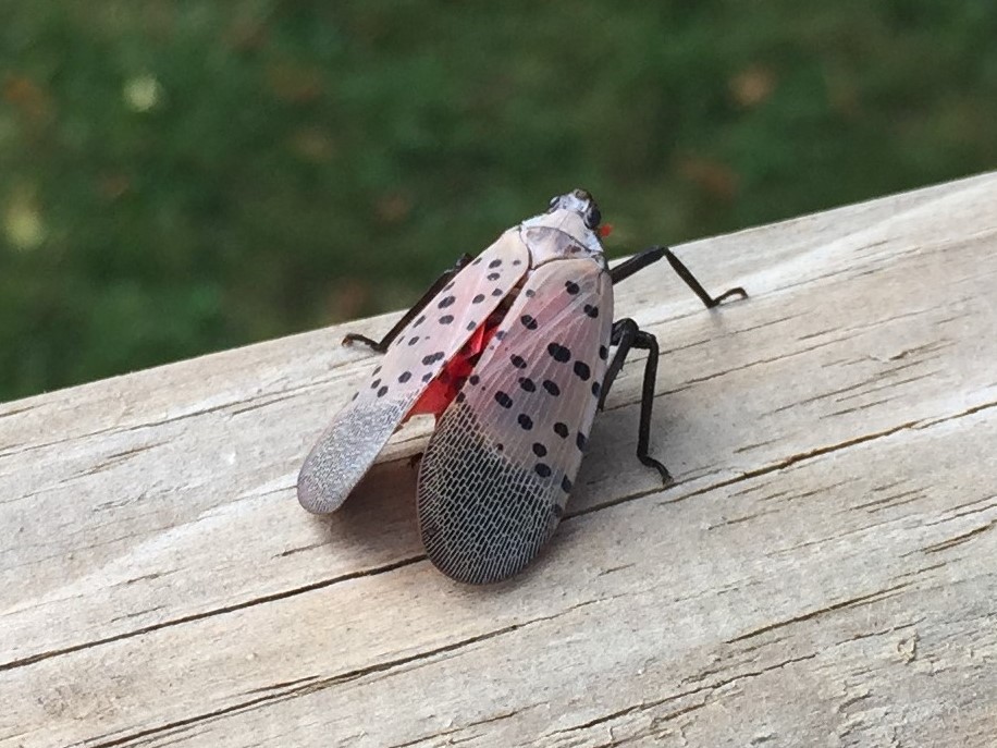 Spotted Lanternflies Invade Northeastern U.S.