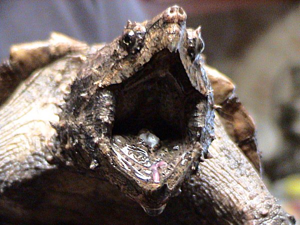 Alligator_Snapping_Turtle.jpg