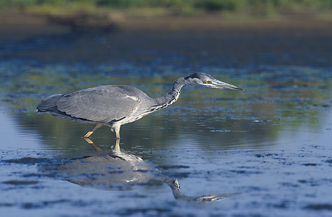 File:Ardea cinerea 4 (Marek Szczepanek).jpg